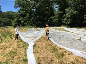 teens working on our native meadow.  removing invasives with solar tarps