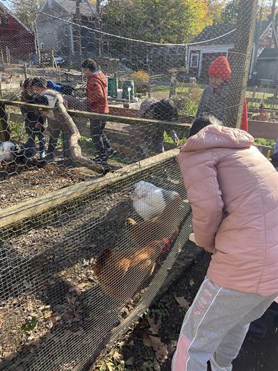 winter farm chickens children